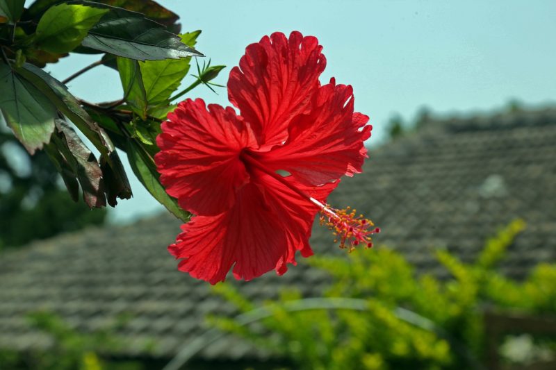 hibiscus-787030_1280