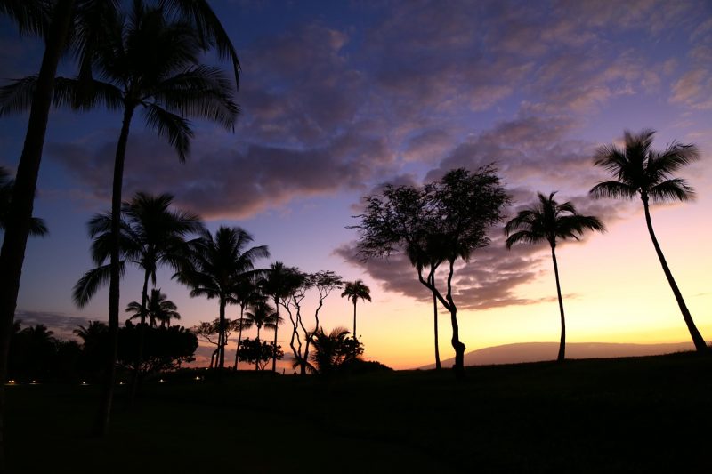 palm-tree-754630_1280